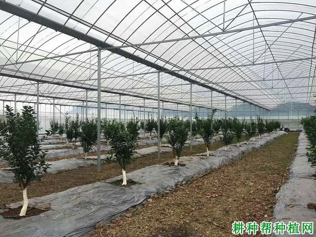 柑橘幼树施肥要注意什么? 柑橘幼树施肥要注意什么?