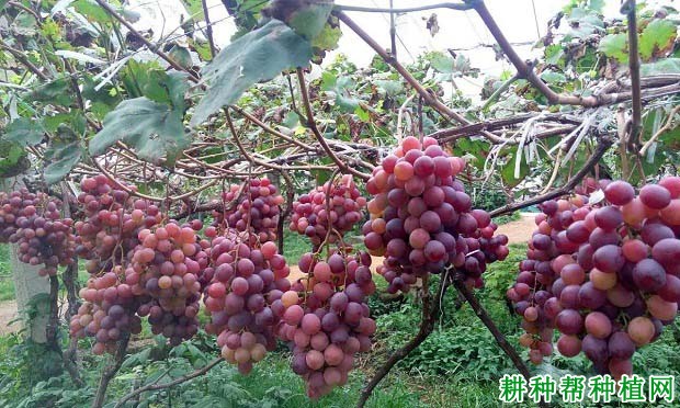 葡萄生长需要多少肥料? 葡萄生长需要多少肥料?