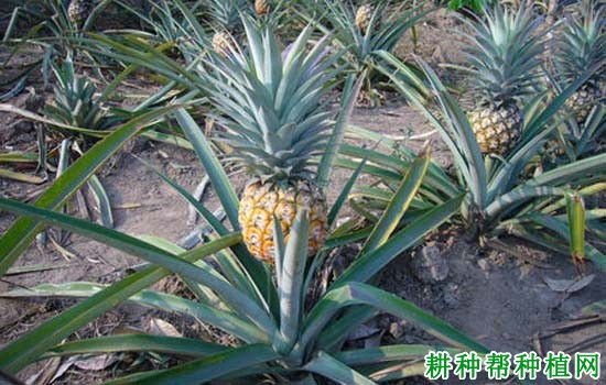 菠萝植株的茎有什么特点? 菠萝植株的茎有什么特点?