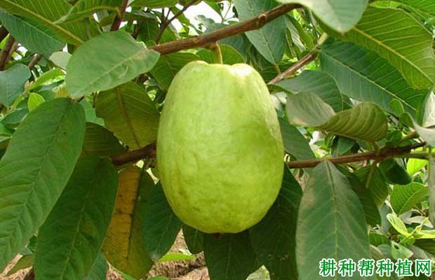 番石榴施肥需要注意什么? 番石榴施肥需要注意什么?