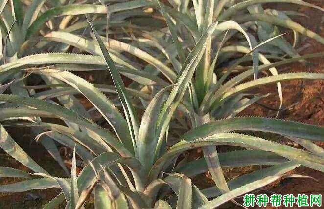 菠萝的根生长受什么影响? 菠萝的根生长受什么影响?