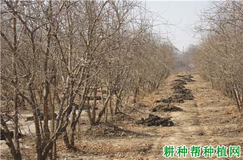 石榴冬季如何施肥? 石榴冬季如何施肥?