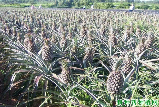 菠萝的根生长受什么影响? 菠萝的根生长受什么影响?