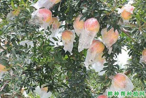 怎么预防石榴裂果? 怎么预防石榴裂果?