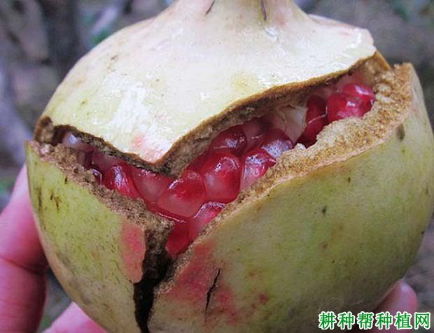 怎么预防石榴裂果? 怎么预防石榴裂果?