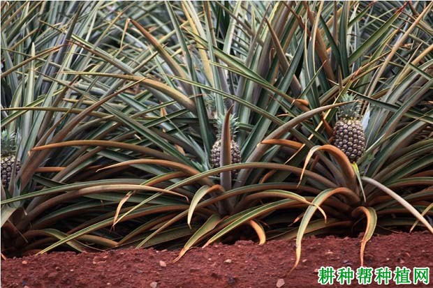 菠萝的根系有哪些特点? 菠萝的根系有哪些特点?