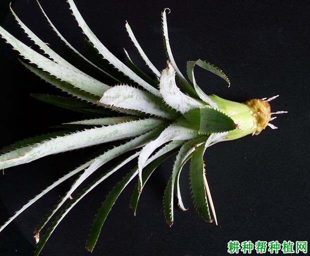 菠萝的根系有哪些特点? 菠萝的根系有哪些特点?