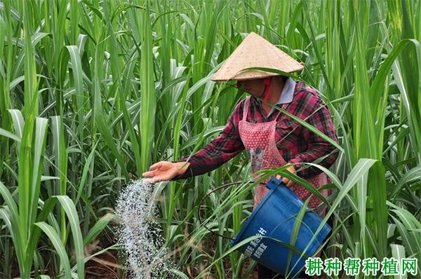 糖用甘蔗如何施肥? 糖用甘蔗如何施肥?
