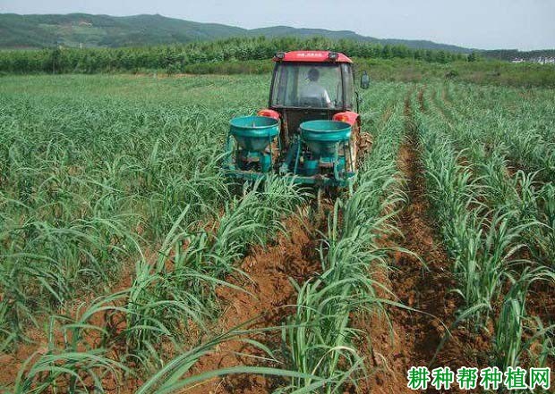糖用甘蔗如何施肥? 糖用甘蔗如何施肥?