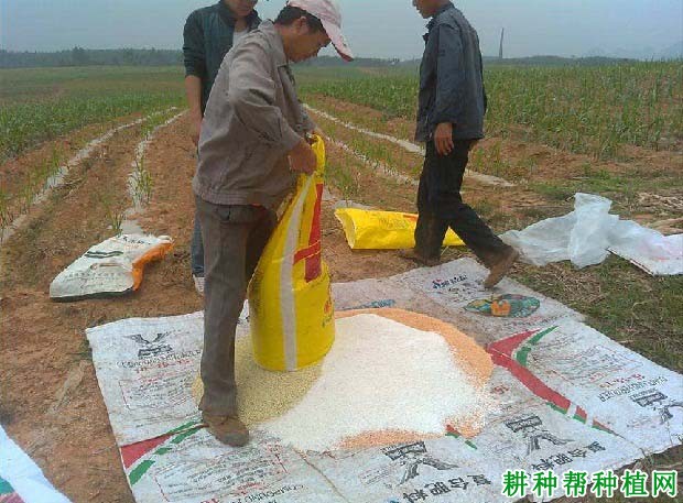 糖用甘蔗如何施肥? 糖用甘蔗如何施肥?
