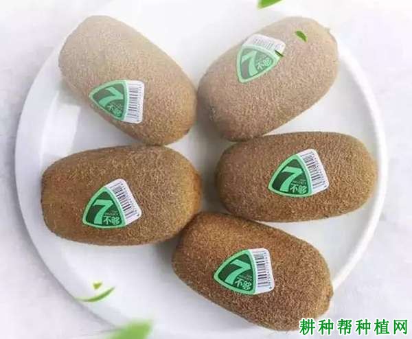 贵长猕猴桃品种好不好? 贵长猕猴桃品种好不好?