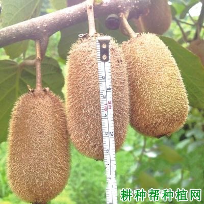贵长猕猴桃品种好不好? 贵长猕猴桃品种好不好?