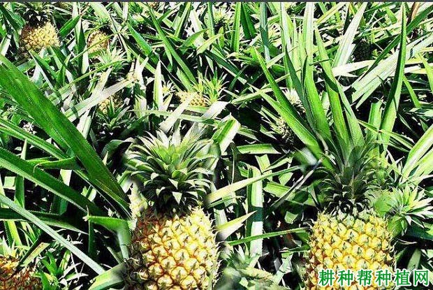 菠萝生长对光照有什么要求? 菠萝生长对光照有什么要求?