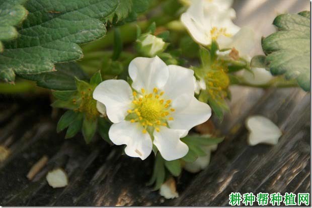 如何减少草莓畸形果的发生? 如何减少草莓畸形果的发生?