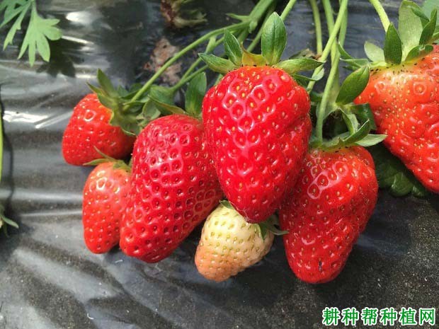 如何减少草莓畸形果的发生? 如何减少草莓畸形果的发生?