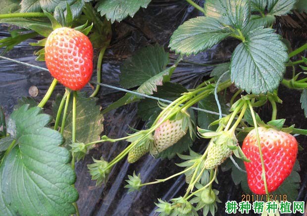 如何减少草莓畸形果的发生? 如何减少草莓畸形果的发生?