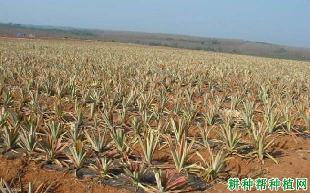 怎样的土壤菠萝适合生长? 怎样的土壤菠萝适合生长?