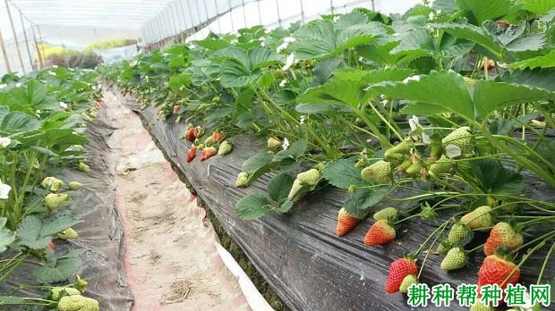 草莓的需肥特点是怎么样? 草莓的需肥特点是怎么样?