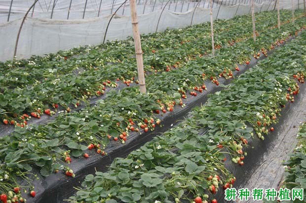 草莓的需肥特点是怎么样? 草莓的需肥特点是怎么样?