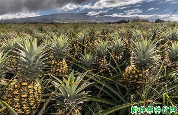 降水量多少菠萝适合生长? 降水量多少菠萝适合生长?