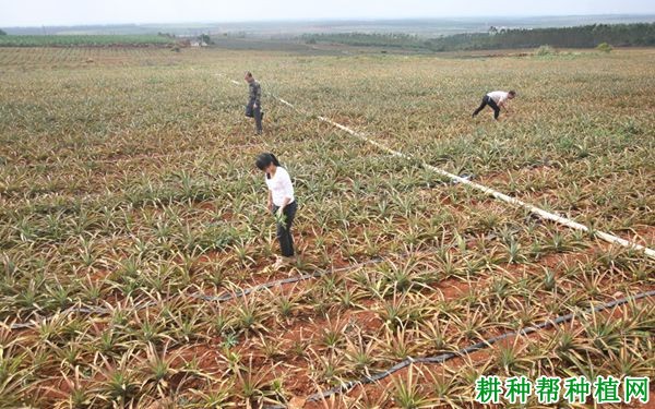 降水量多少菠萝适合生长? 降水量多少菠萝适合生长?