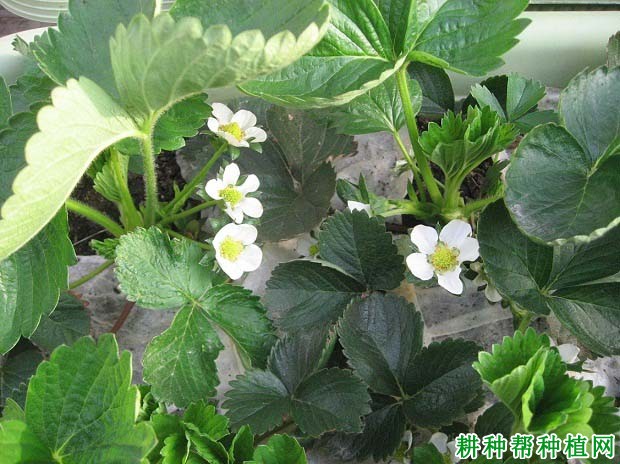 草莓开花期施什么肥? 草莓开花期施什么肥?