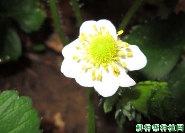 草莓开花期施什么肥? 草莓开花期施什么肥?