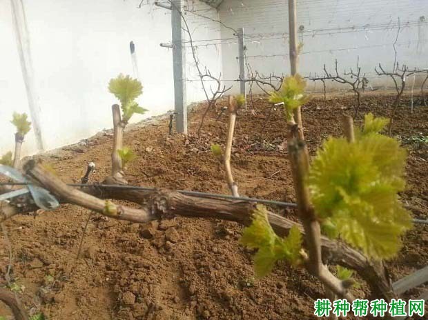 葡萄如何使用单氰胺? 葡萄如何使用单氰胺?