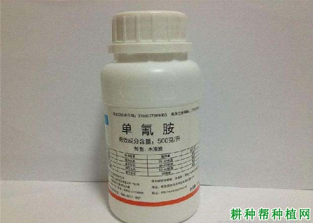 葡萄如何使用单氰胺? 葡萄如何使用单氰胺?