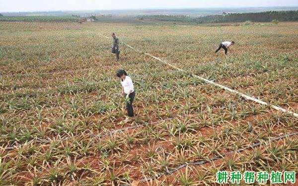 菠萝基肥用什么肥料好? 菠萝基肥用什么肥料好?