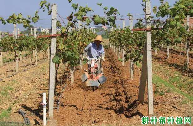 葡萄为什么秋季要施基肥? 葡萄为什么秋季要施基肥?