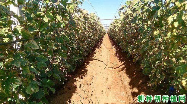 葡萄为什么秋季要施基肥? 葡萄为什么秋季要施基肥?