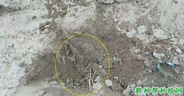 葡萄为什么秋季要施基肥? 葡萄为什么秋季要施基肥?