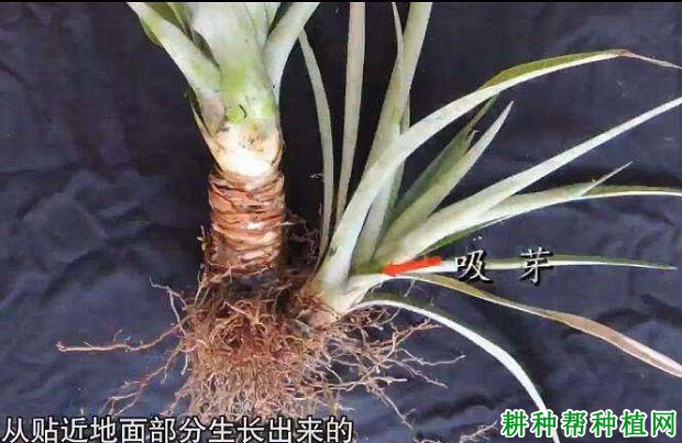 菠萝的芽有什么特点? 菠萝的芽有什么特点?