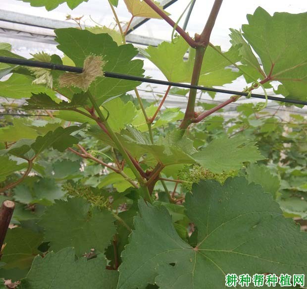 种植葡萄如何施微量元素肥? 种植葡萄如何施微量元素肥?