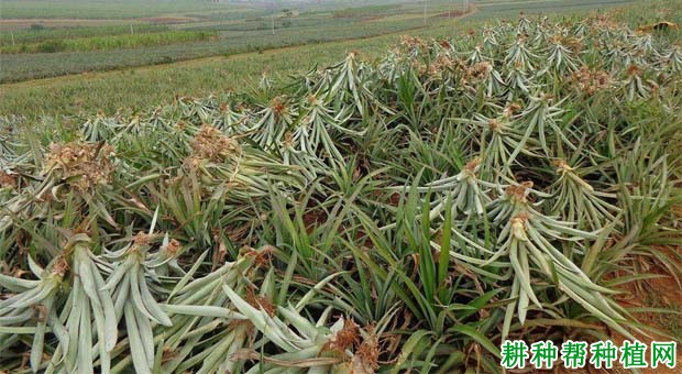 菠萝的芽有什么特点? 菠萝的芽有什么特点?