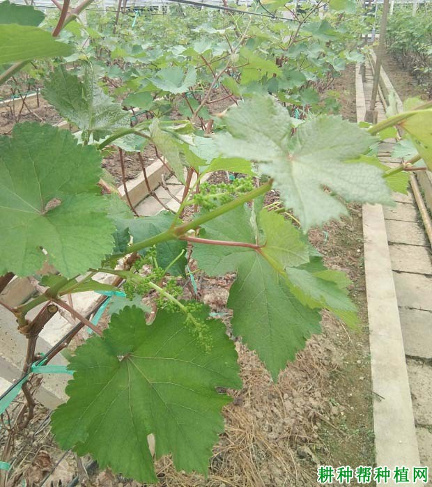 种植葡萄如何施微量元素肥? 种植葡萄如何施微量元素肥?