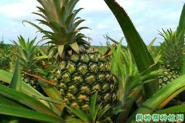 菠萝的芽有什么特点? 菠萝的芽有什么特点?