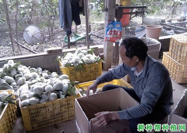 番石榴如何处理能保鲜? 番石榴如何处理能保鲜?