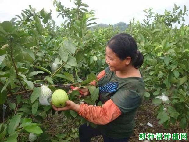 番石榴采收后如何保鲜? 番石榴采收后如何保鲜?