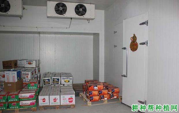 番石榴采收后如何保鲜? 番石榴采收后如何保鲜?