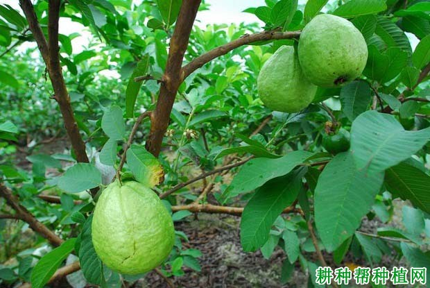 喷什么药能让番石榴更耐贮藏? 喷什么药能让番石榴更耐贮藏?
