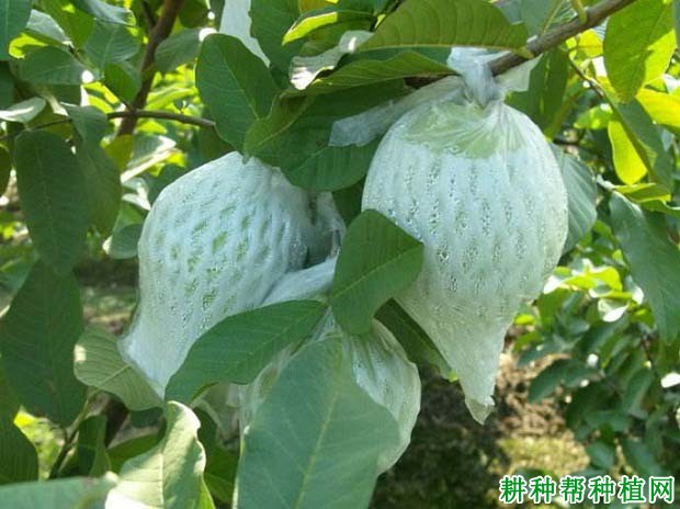 喷什么药能让番石榴更耐贮藏? 喷什么药能让番石榴更耐贮藏?