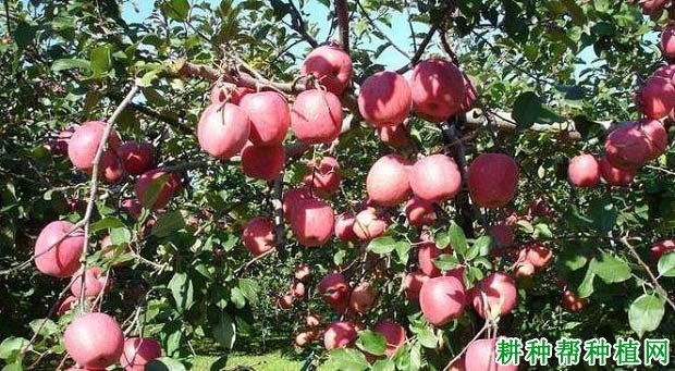 苹果树的需肥规律是怎么样? 苹果树的需肥规律是怎么样?