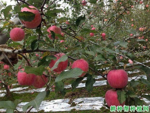苹果树的需肥规律是怎么样? 苹果树的需肥规律是怎么样?