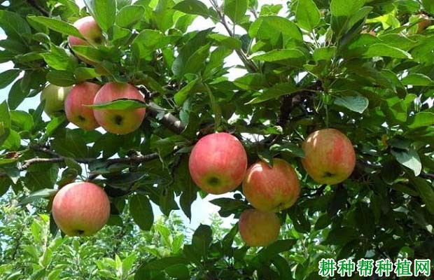 苹果树的需肥规律是怎么样? 苹果树的需肥规律是怎么样?