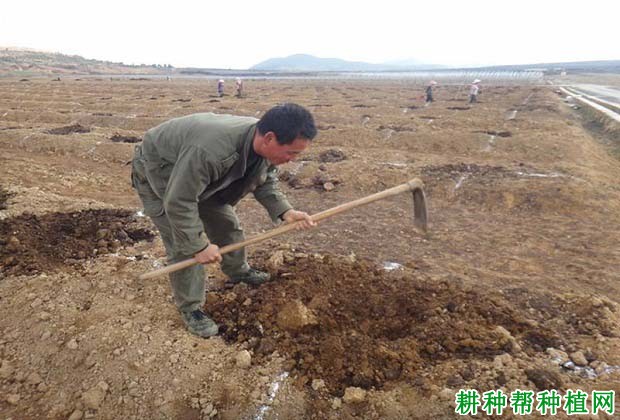种植桃树如何科学施肥? 种植桃树如何科学施肥?