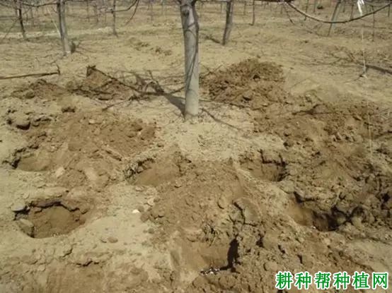 种植桃树如何科学施肥? 种植桃树如何科学施肥?