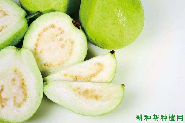 番石榴的种子有什么用途? 番石榴的种子有什么用途?