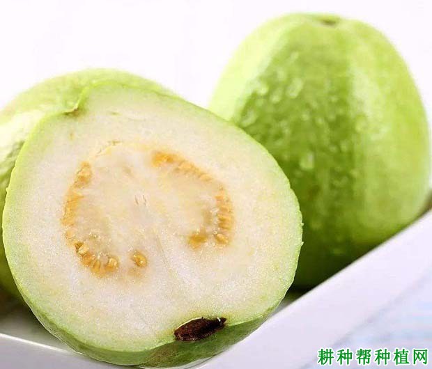 番石榴的种子有什么用途? 番石榴的种子有什么用途?